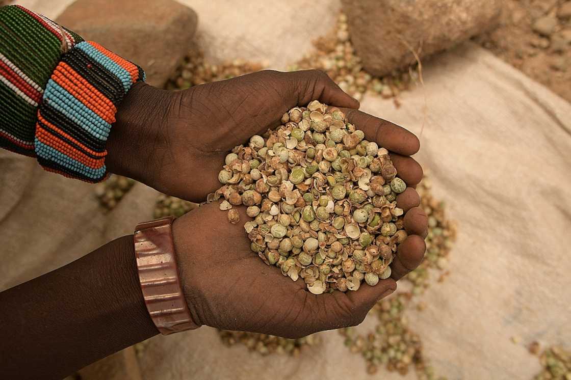 UNICEF forecasts a 16-percent increase in the cost of RUTF by November UNICEF forecasts a 16-percent increase in the cost of RUTF by November