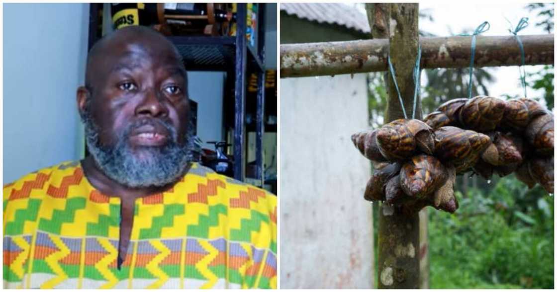 Calvin Daniels opens up on he opted to go to Ghana and invest in snail farming Calvin Daniels opens up on he opted to go to Ghana and invest in snail farming