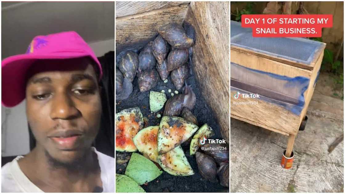 Agriculture in Nigeria/man started snail business.