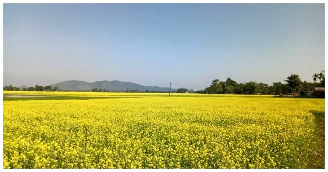 agric field agric field