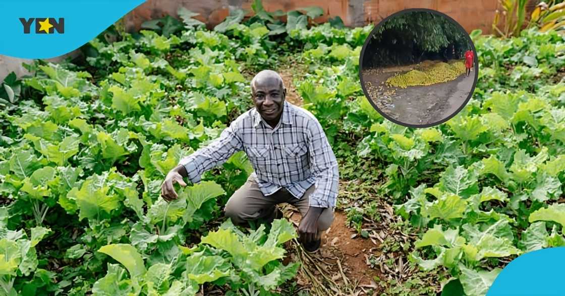 ghana, farmer, orange, agro-business, price of produce, ghana farmers, orange harvest