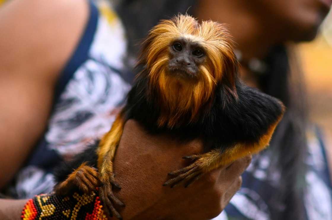 South America is home to an estimated 280,000 Guarani, divided into several subgroups including the Mbya South America is home to an estimated 280,000 Guarani, divided into several subgroups including the Mbya