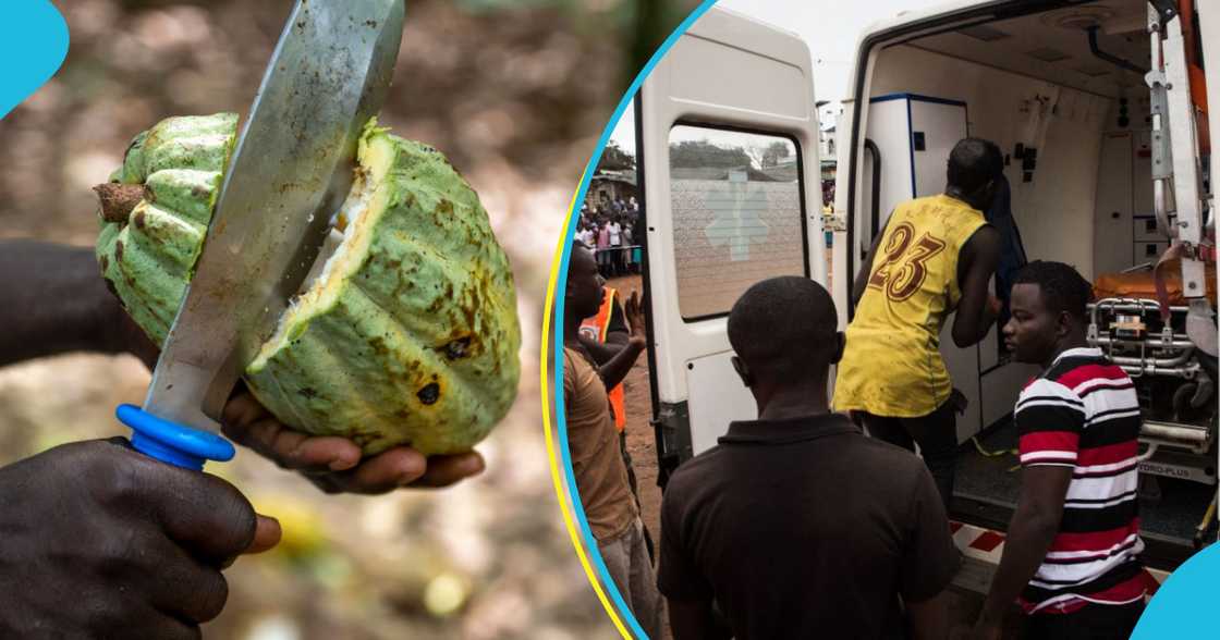3 cocoa farmers shot 3 cocoa farmers shot