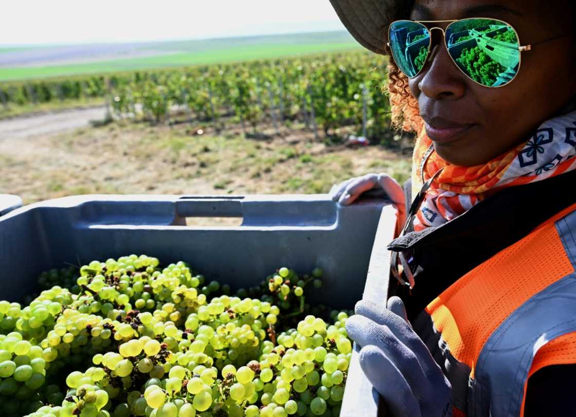 Since the start of the harvest in Champagne in early September, members of France's CGT trade union have been travelling across local communities to distribute flyers to grape-pickers informing them of their rights