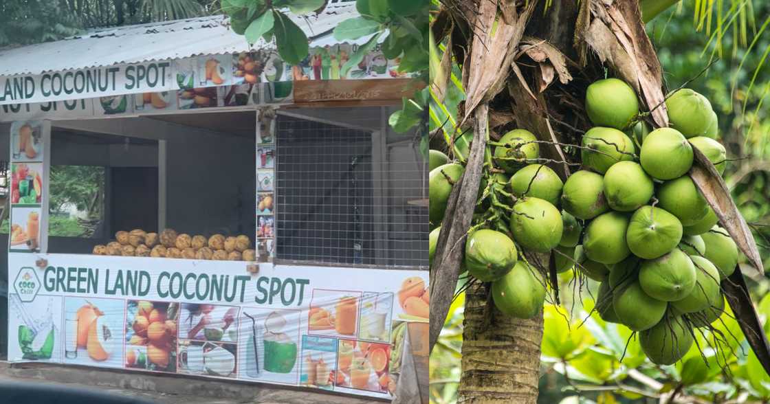 The outrageous price of one coconut in Accra gets many reacting The outrageous price of one coconut in Accra gets many reacting