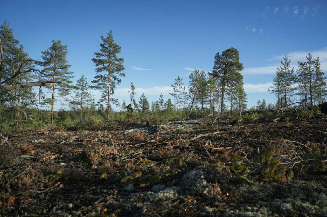 Logging has help turn Finland's land use sector, which includes forests, into a net source of emissions Logging has help turn Finland's land use sector, which includes forests, into a net source of emissions