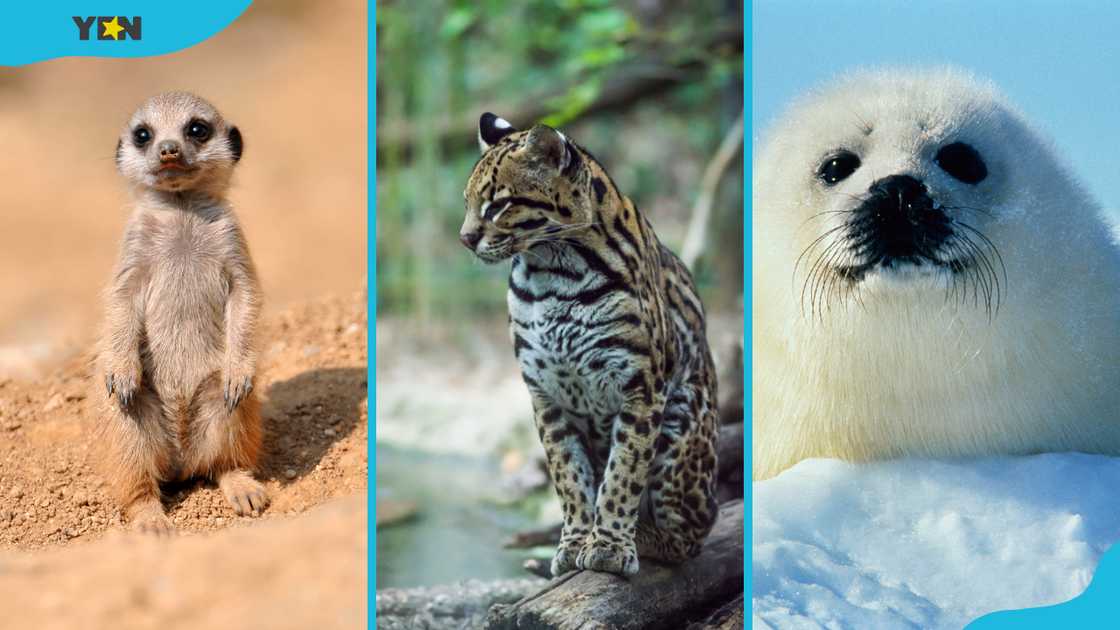 Meerkats, margay and harp seals are some of the cutest animals in the world Meerkats, margay and harp seals are some of the cutest animals in the world