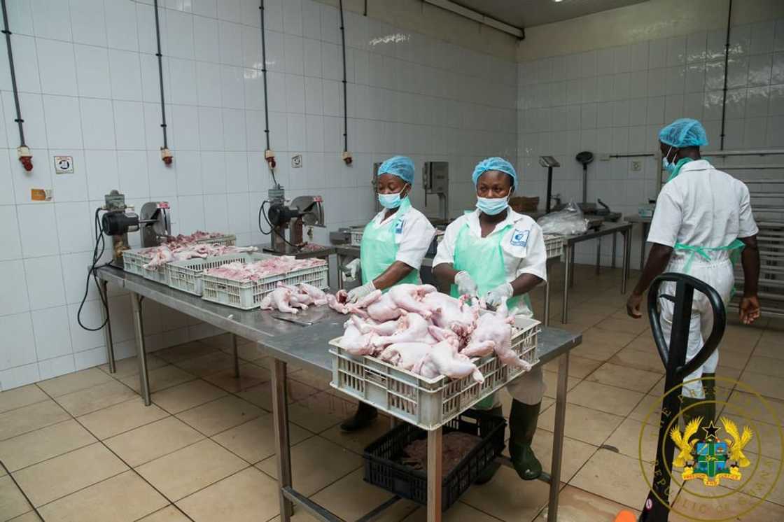 President Akufo-Addo revisits Darko Farms after GH¢22.1 million recovery loan to factory President Akufo-Addo revisits Darko Farms after GH¢22.1 million recovery loan to factory