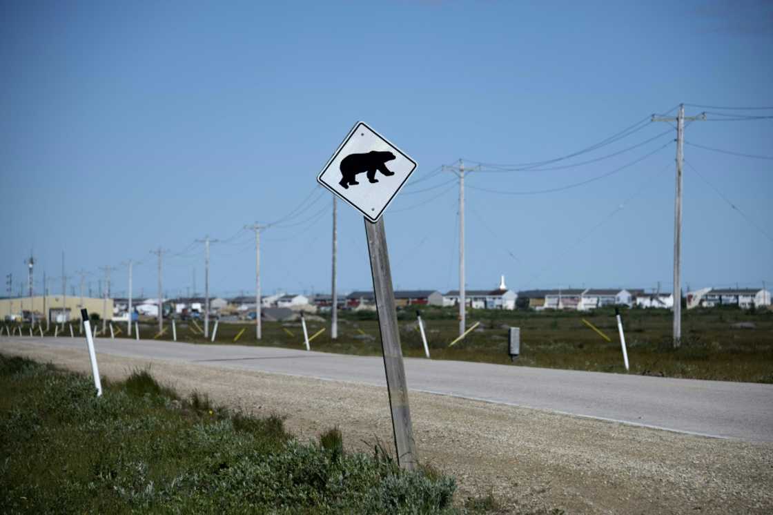 Ice no longer covers the Hudson Bay for as long each winter, forcing polar bears to spend more time on land and nearer to humans