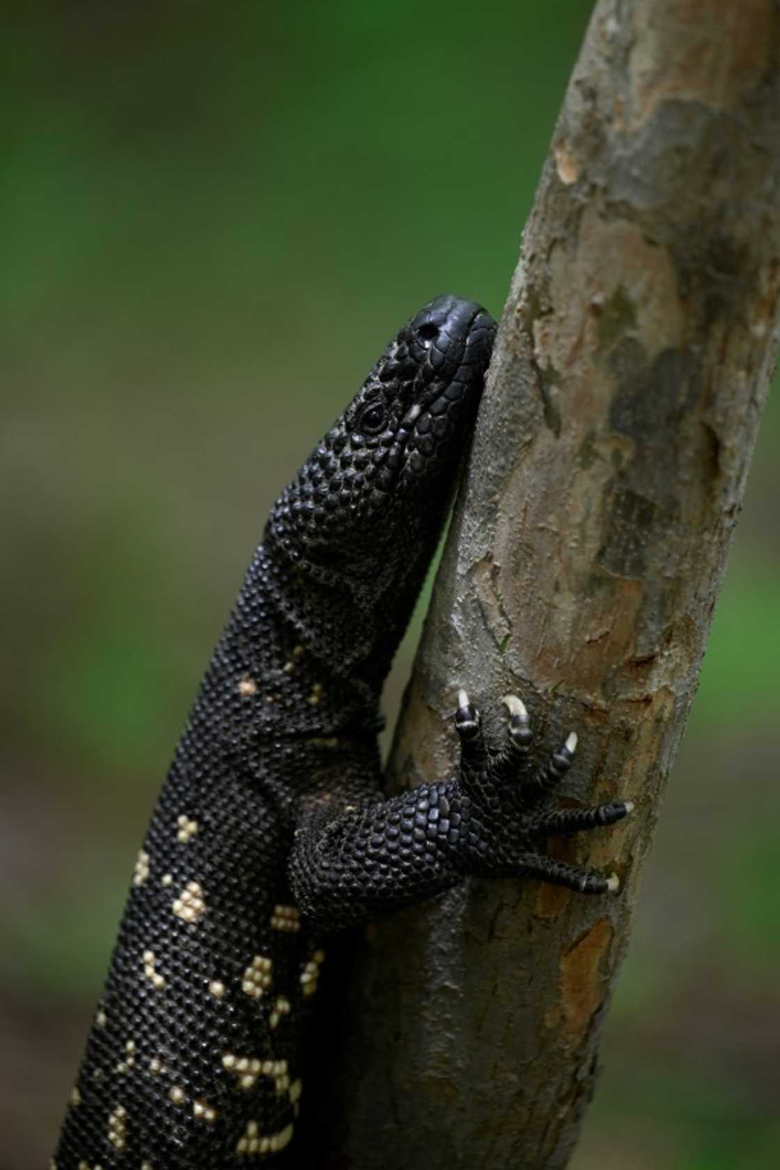 The venomous lizard packs a painful bite but is rarely deadly to humans