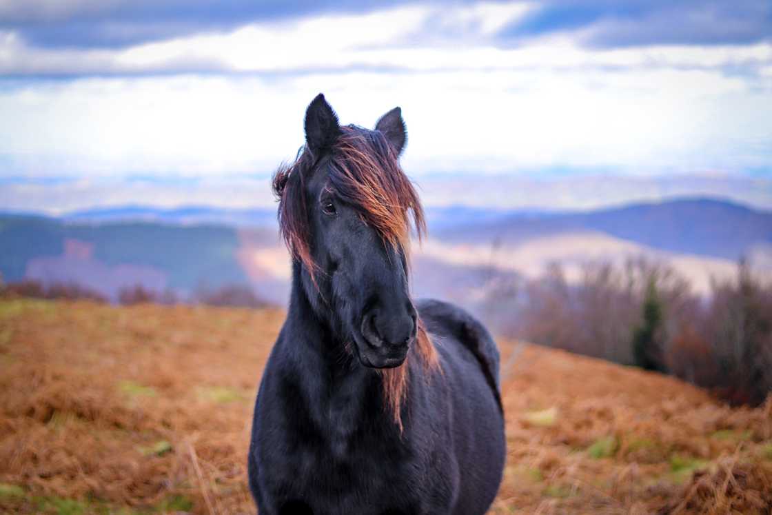 black horse names