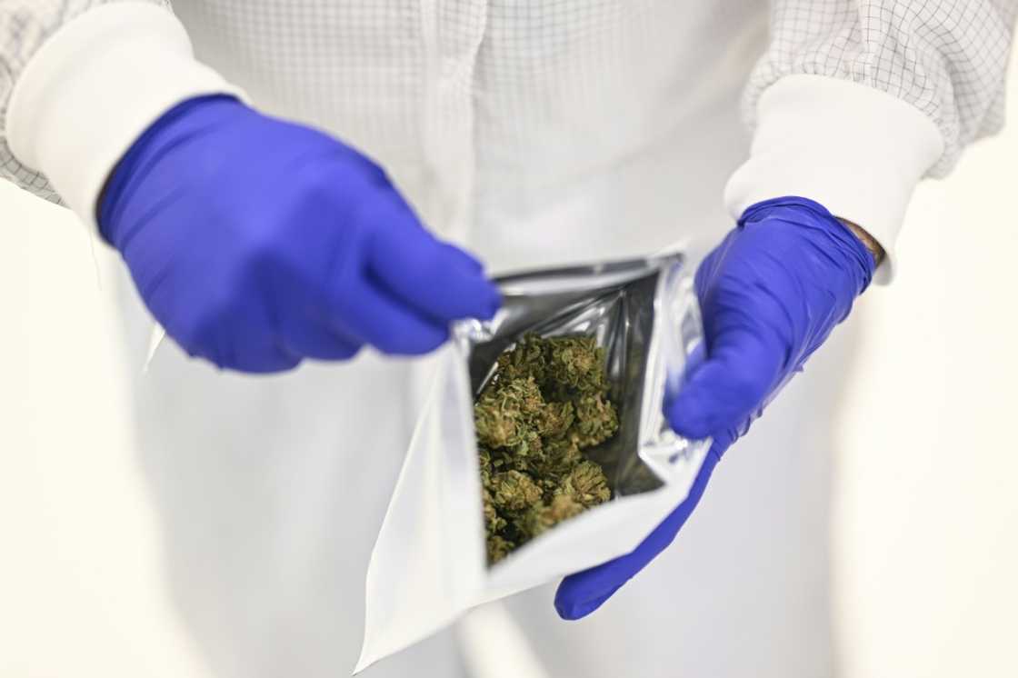 A Tilray worker seals cannabis flowers in a bag at their Portugal farm