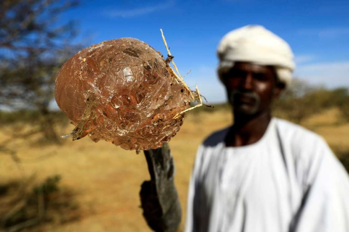 Sudanese exports of raw gum totalled $110 million in 2021, according to central bank figures, making it one of the country's key foreign exchange earners Sudanese exports of raw gum totalled $110 million in 2021, according to central bank figures, making it one of the country's key foreign exchange earners