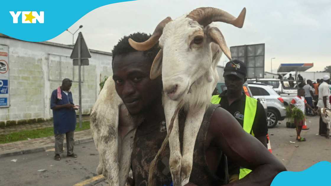 Goat Thief Near Dambai Made To Parade Stolen Goat Through Community Goat Thief Near Dambai Made To Parade Stolen Goat Through Community