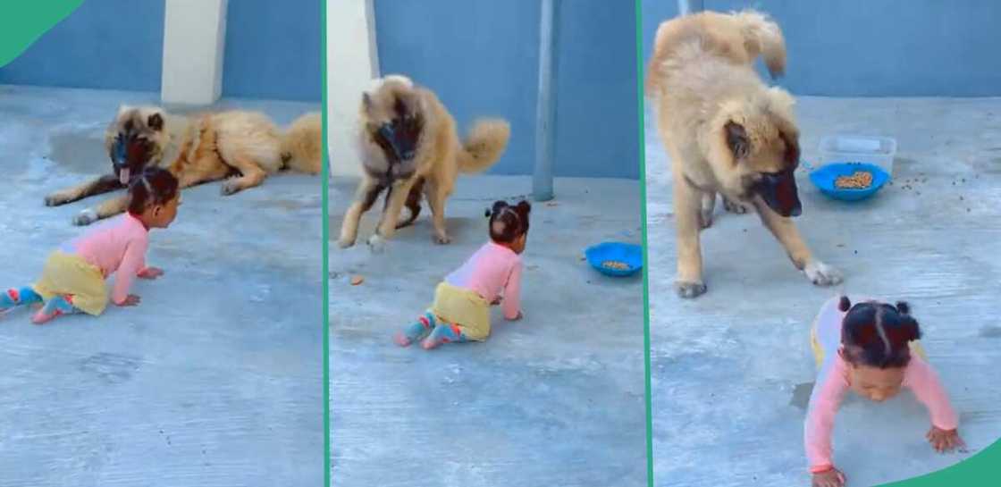 The moment a dog prevented a child from eating its food. The moment a dog prevented a child from eating its food.