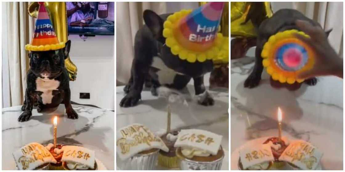 Nigerians react as family celebrate birthday for their dog in new video Nigerians react as family celebrate birthday for their dog in new video