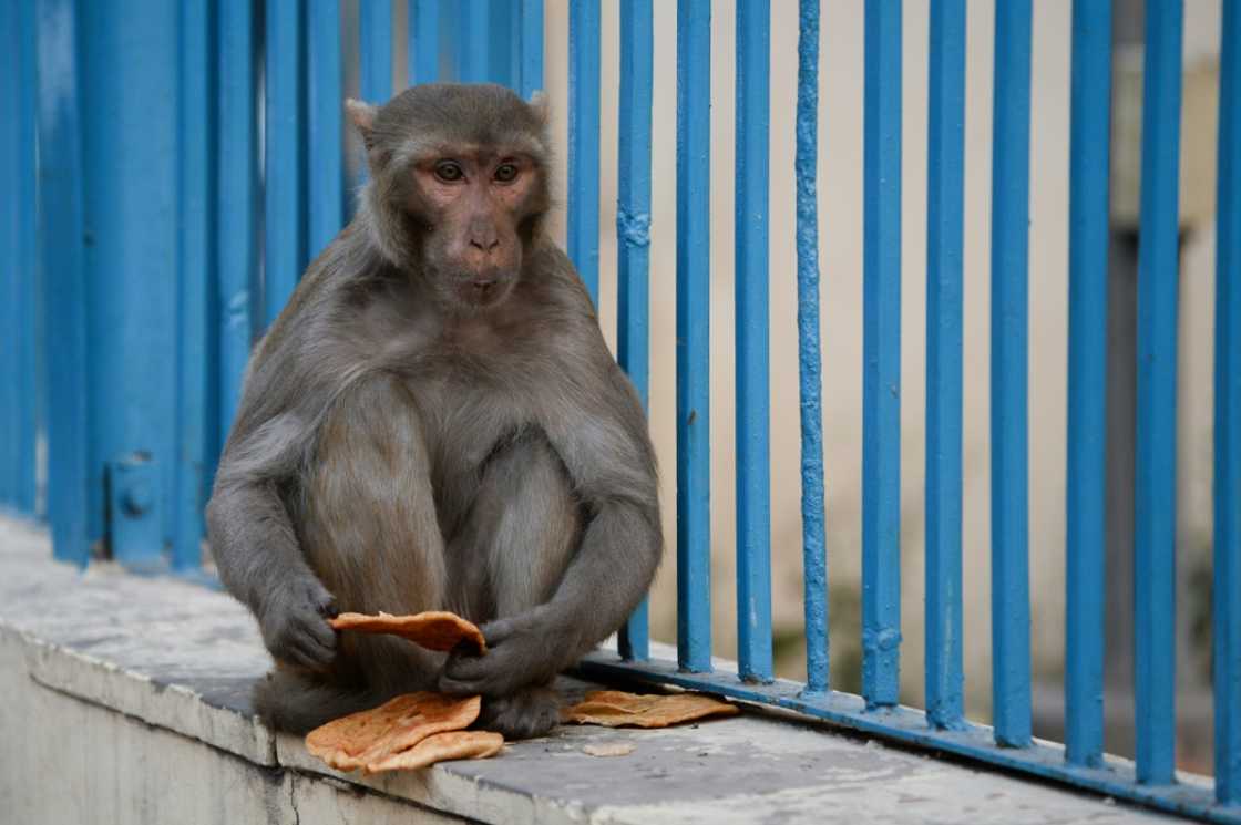 Indian authorities are trying to scare away macaque monkeys from the G20 summit venues in New Delhi