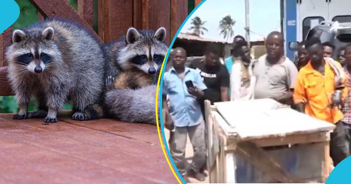 Raccoons Found In Container Shipped From US To Ghana Again Raccoons Found In Container Shipped From US To Ghana Again