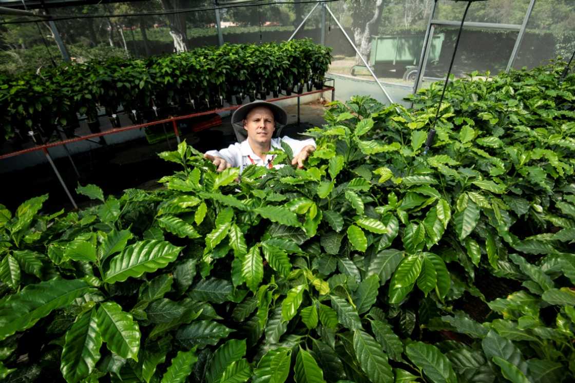 A geneticist at the Coffee Institute of Costa Rica works in a greenhouse with coffee plants that are used for genetic experiments
