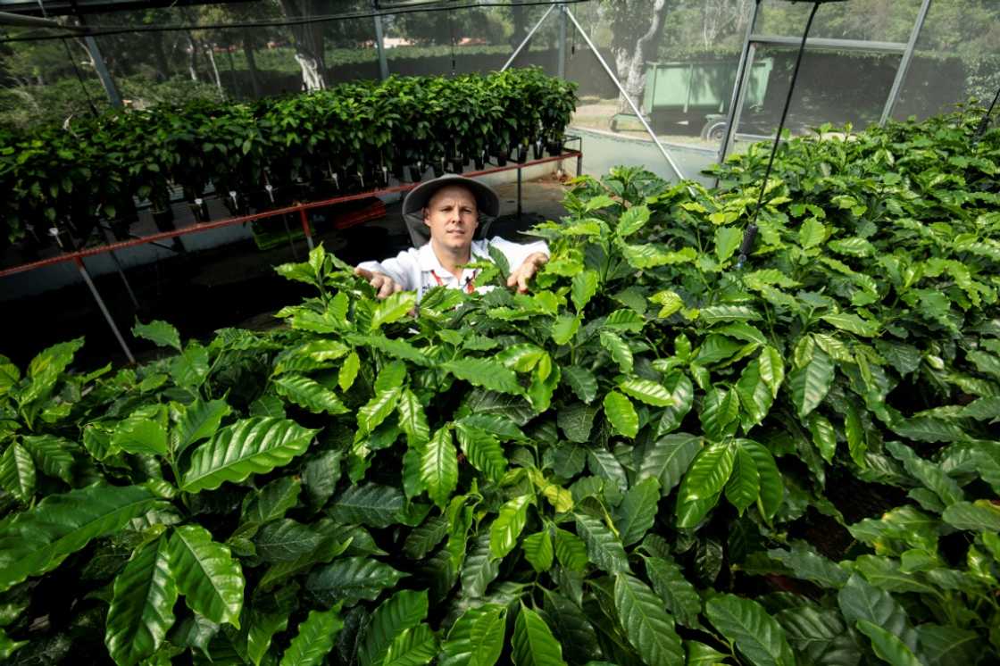 A geneticist at the Coffee Institute of Costa Rica works in a greenhouse with coffee plants that are used for genetic experiments A geneticist at the Coffee Institute of Costa Rica works in a greenhouse with coffee plants that are used for genetic experiments