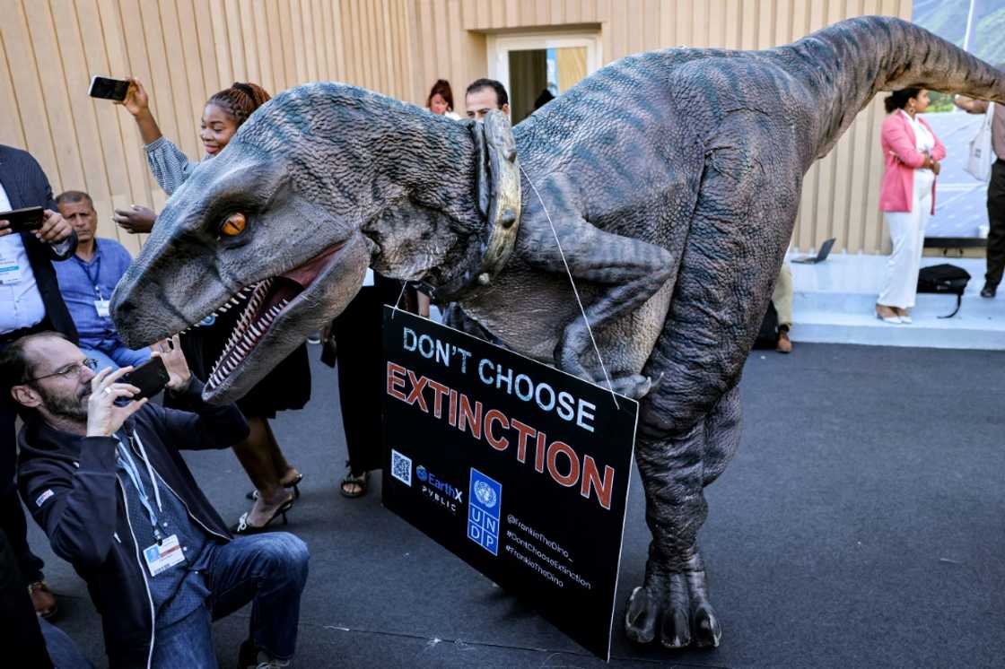 A dinosaur bears a message at COP27: 'Don't choose extinction' A dinosaur bears a message at COP27: 'Don't choose extinction'