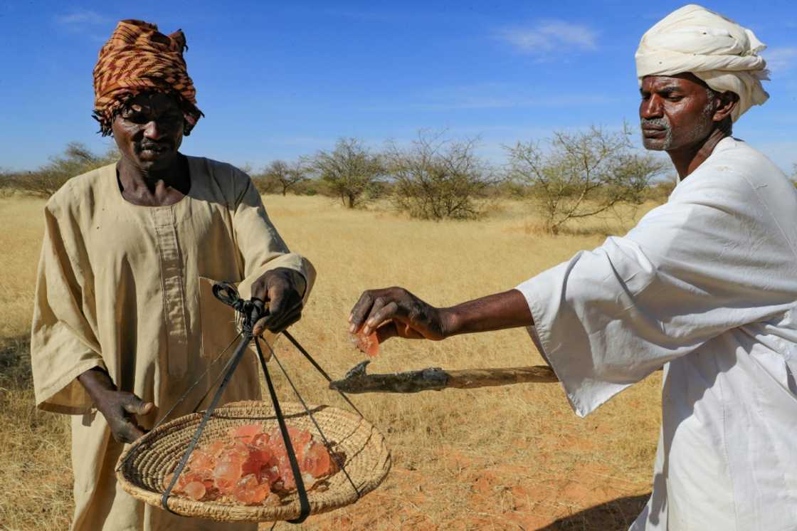 Gum arabic, a resin tapped from the acacia tree, is used in everything from soft drinks to pharmaceuticals but for leading world producer Sudan it is also seen as a key weapon in the fight against desertifcation Gum arabic, a resin tapped from the acacia tree, is used in everything from soft drinks to pharmaceuticals but for leading world producer Sudan it is also seen as a key weapon in the fight against desertifcation