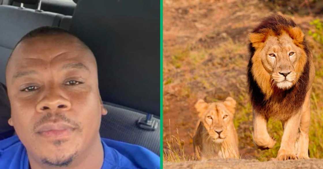 A Limpopo man shared a TikTok video of himself playing with a lion caged in a glass. A Limpopo man shared a TikTok video of himself playing with a lion caged in a glass.