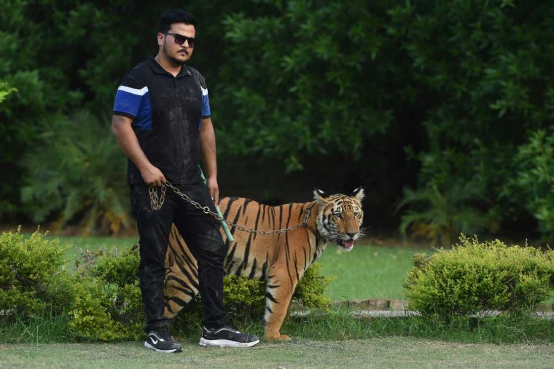 Animal collector Nouman Hassan, seen here with his pet tiger on August 4, says he will 'try to buy two to three lions for sure' Animal collector Nouman Hassan, seen here with his pet tiger on August 4, says he will 'try to buy two to three lions for sure'