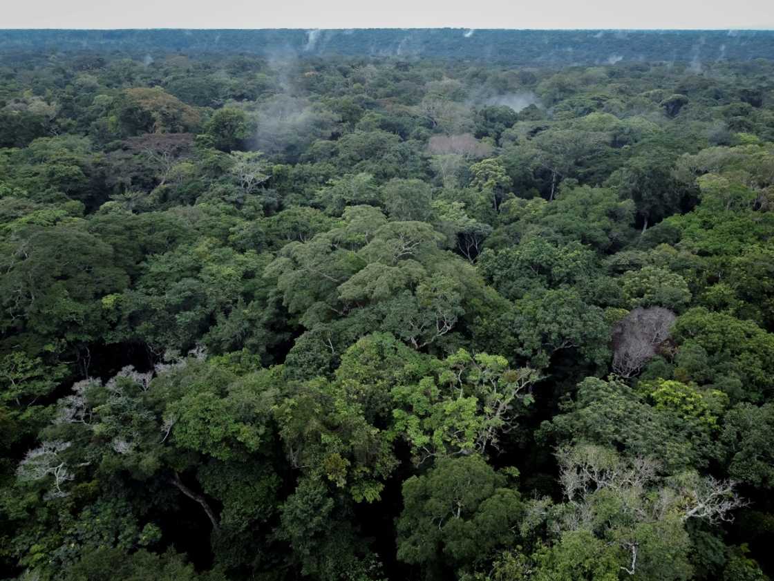 Researchers say the Congo Basin's rainforest sequesters more greenhouse gases than it emits