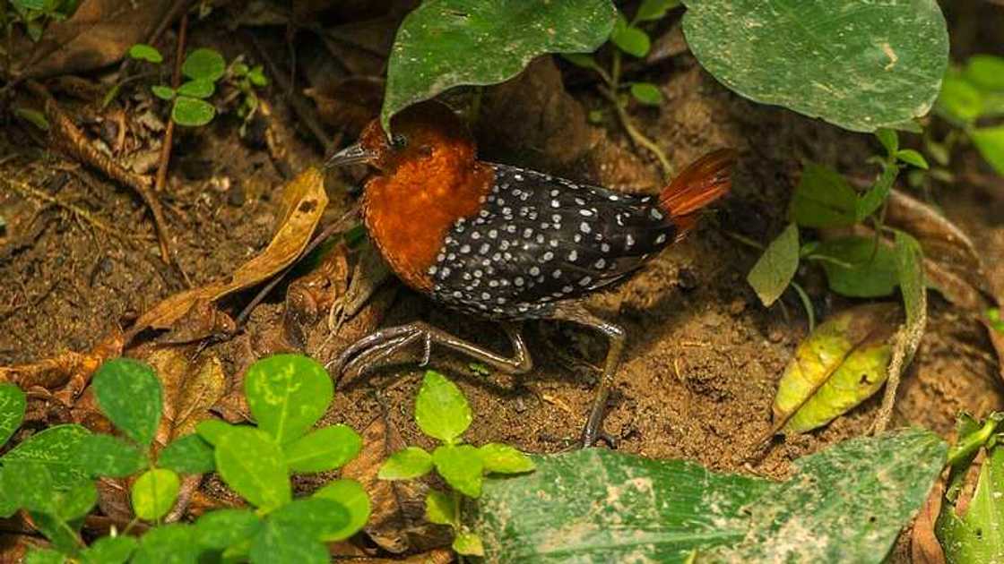 distance from cape coast to kakum national park