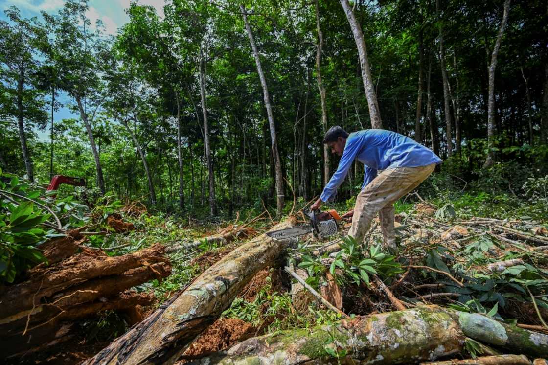 Foraging for wood has its dangers in snake- and insect-infested forests Foraging for wood has its dangers in snake- and insect-infested forests