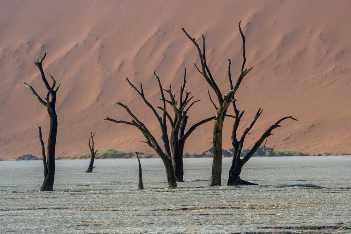 What is the driest desert in the world