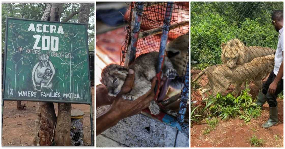 Police investigate death of unidentified man after lion attack at Accra Zoo