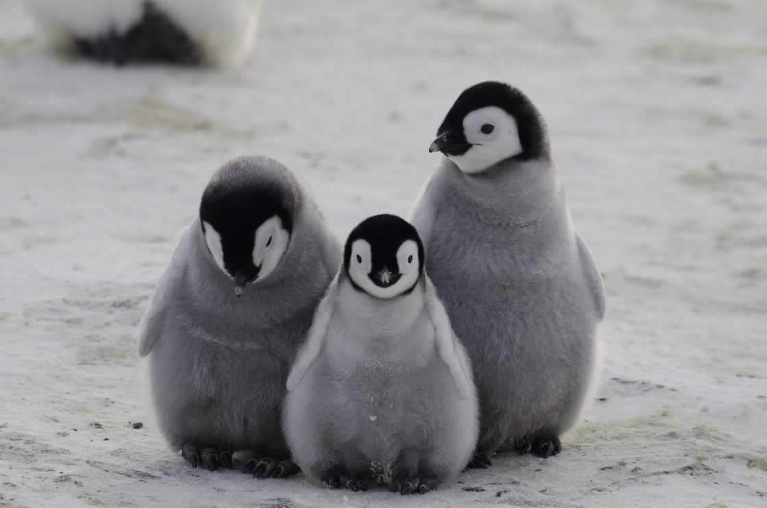 Penguin chicks stands on an icy ground Penguin chicks stands on an icy ground