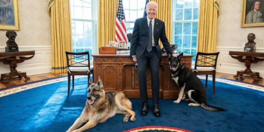 Not many people have Oval Office walk-in privileges. Happy to report that these two are on the list Not many people have Oval Office walk-in privileges. Happy to report that these two are on the list