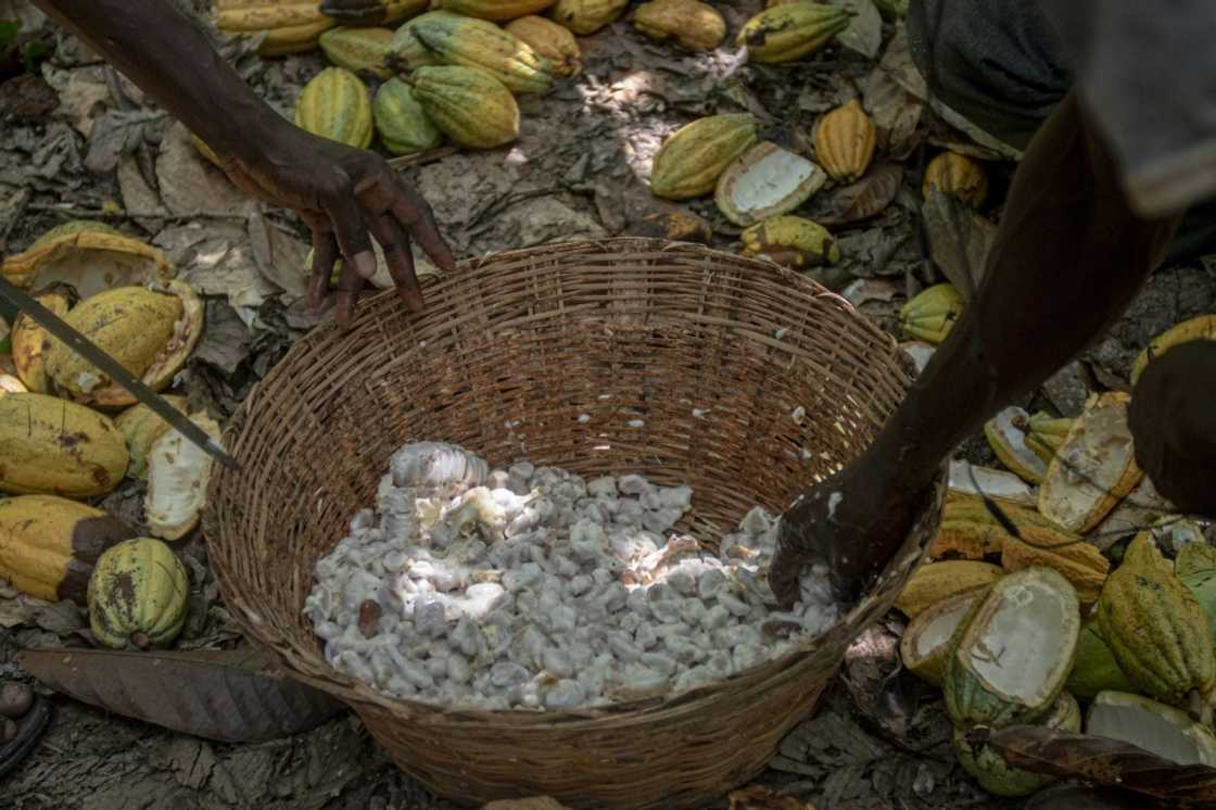 Higher production costs and the Ghanaian currency's fall have hurt cocoa farmers Higher production costs and the Ghanaian currency's fall have hurt cocoa farmers
