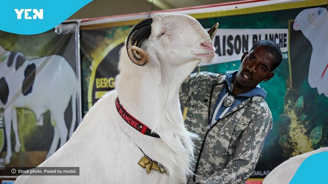 Hohoe Municipality, stolen ram, spiritual attack, Volta Region, Sacrifice.
Owner of a stolen sacred ram in the Hohoe Municipality warns of deadly spiritual consequences.
Photo credit: Getty Images. Hohoe Municipality, stolen ram, spiritual attack, Volta Region, Sacrifice.
Owner of a stolen sacred ram in the Hohoe Municipality warns of deadly spiritual consequences.
Photo credit: Getty Images.