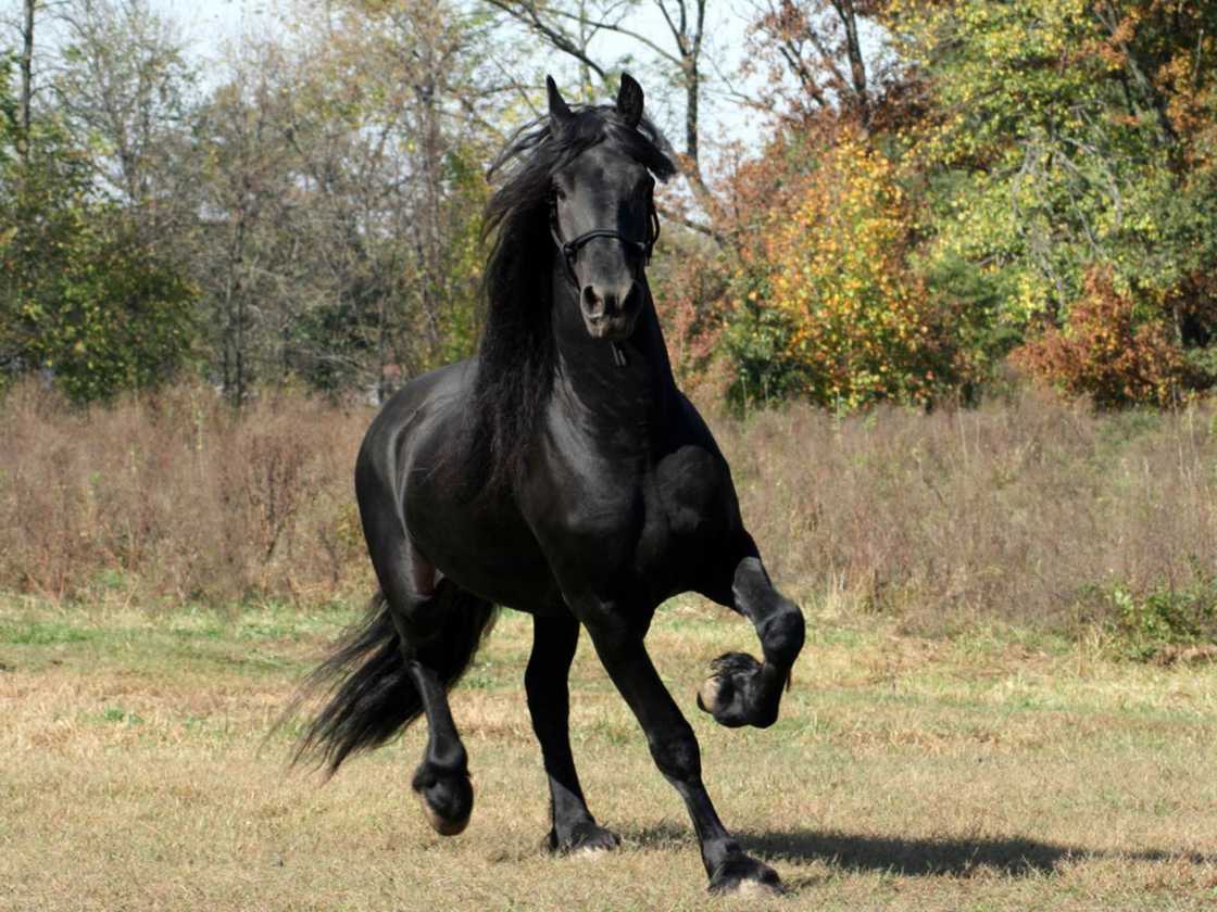 black horse names