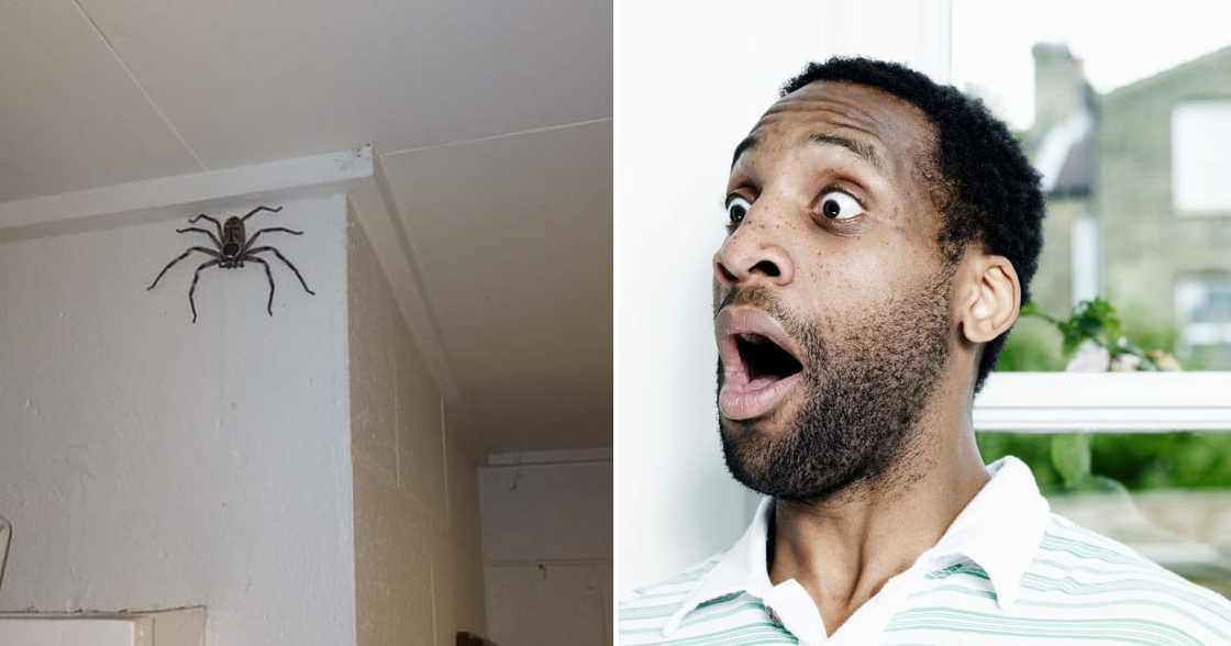 Giant Spider, social media, Mzansi Giant Spider, social media, Mzansi