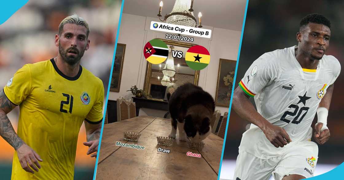 Famous cat predicts match between Ghana versus Mozambique Famous cat predicts match between Ghana versus Mozambique