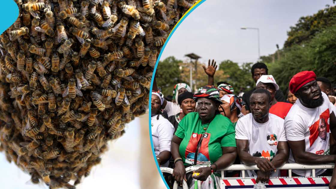 Kpandai Election: Bees Attack NDC Supporters in the Constituency, Kill Chief