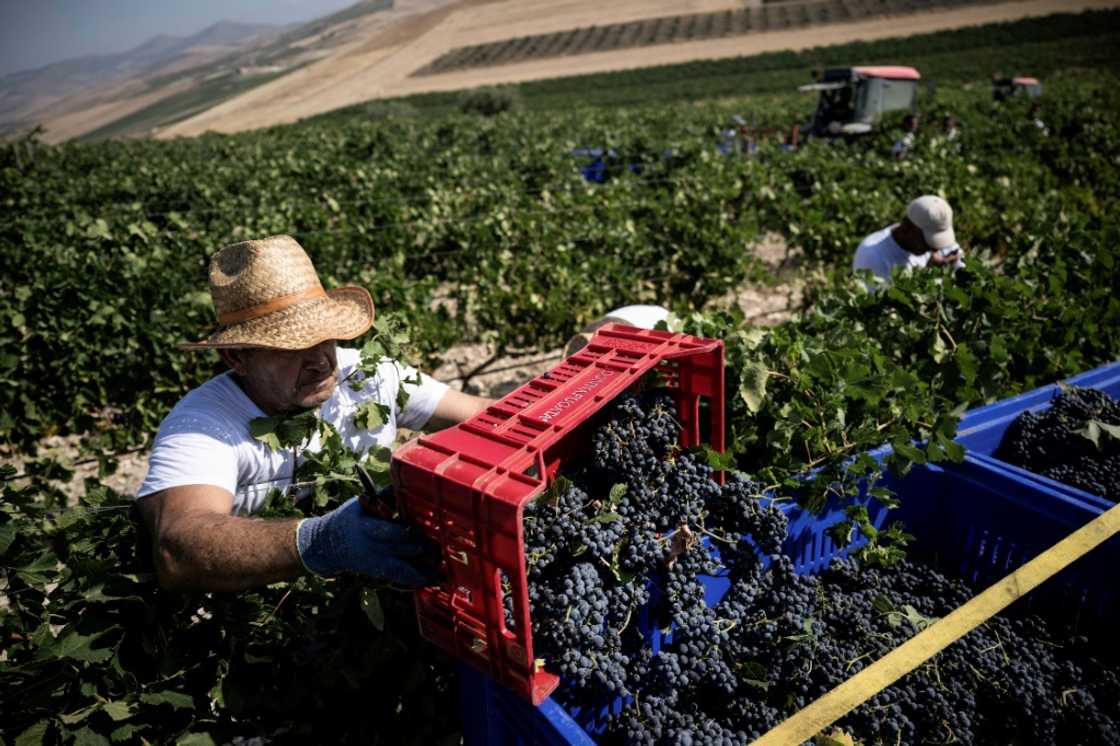 For the first time, regional authorities have banned working in the fields during the hottest hours of the day, between 12:30 pm and 4:00 pm For the first time, regional authorities have banned working in the fields during the hottest hours of the day, between 12:30 pm and 4:00 pm
