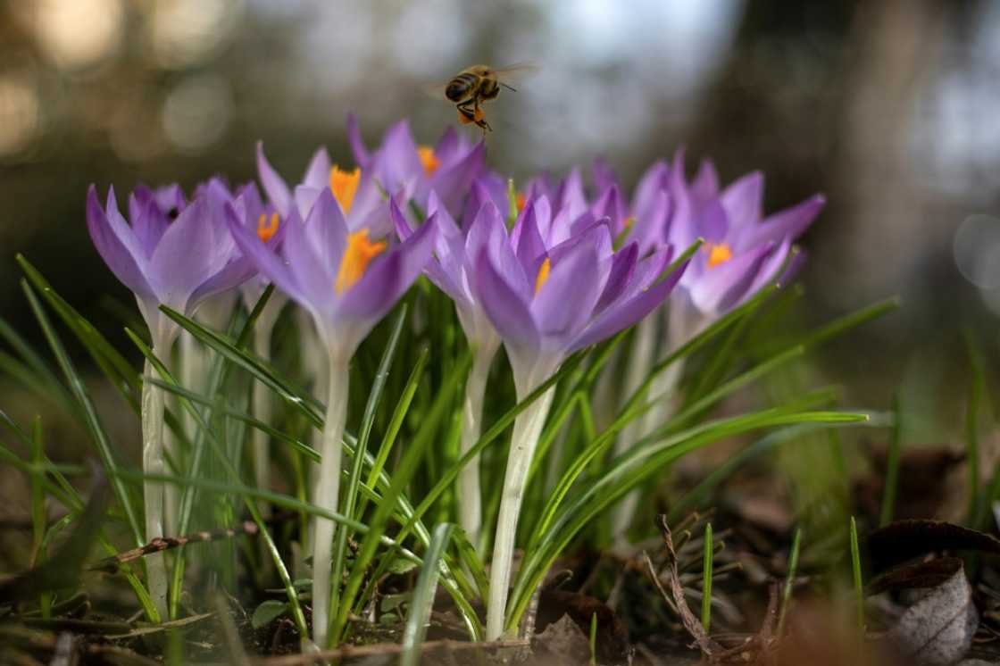 The EU estimates that pollinators contribute around five billion euros ($5.5 billion) a year to the bloc's food production The EU estimates that pollinators contribute around five billion euros ($5.5 billion) a year to the bloc's food production