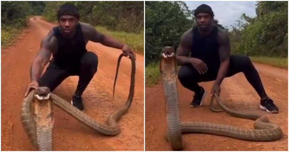 Fearless man plays with giant king cobra. Fearless man plays with giant king cobra.