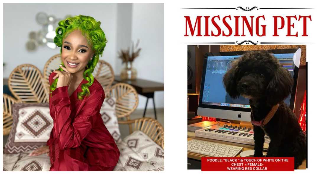 Sister Derby and flier for missing-but-found pet dog Alexia Sister Derby and flier for missing-but-found pet dog Alexia