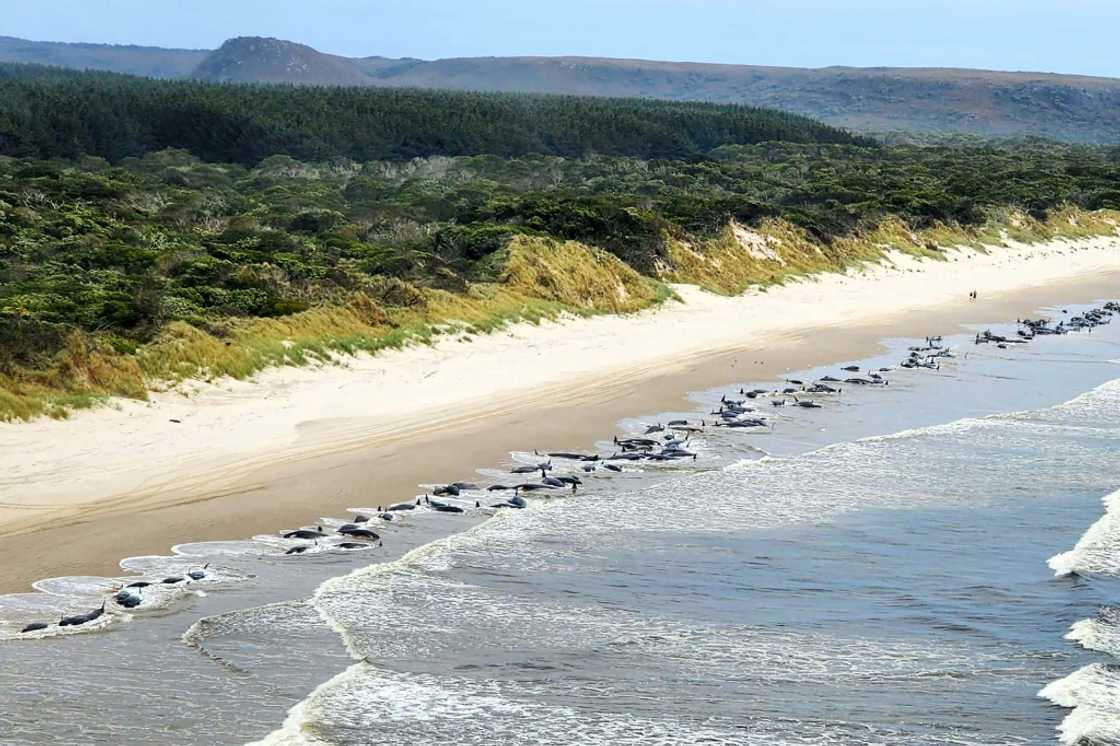 Pilot whales beached on Macquarie Harbour, in Tasmania Pilot whales beached on Macquarie Harbour, in Tasmania