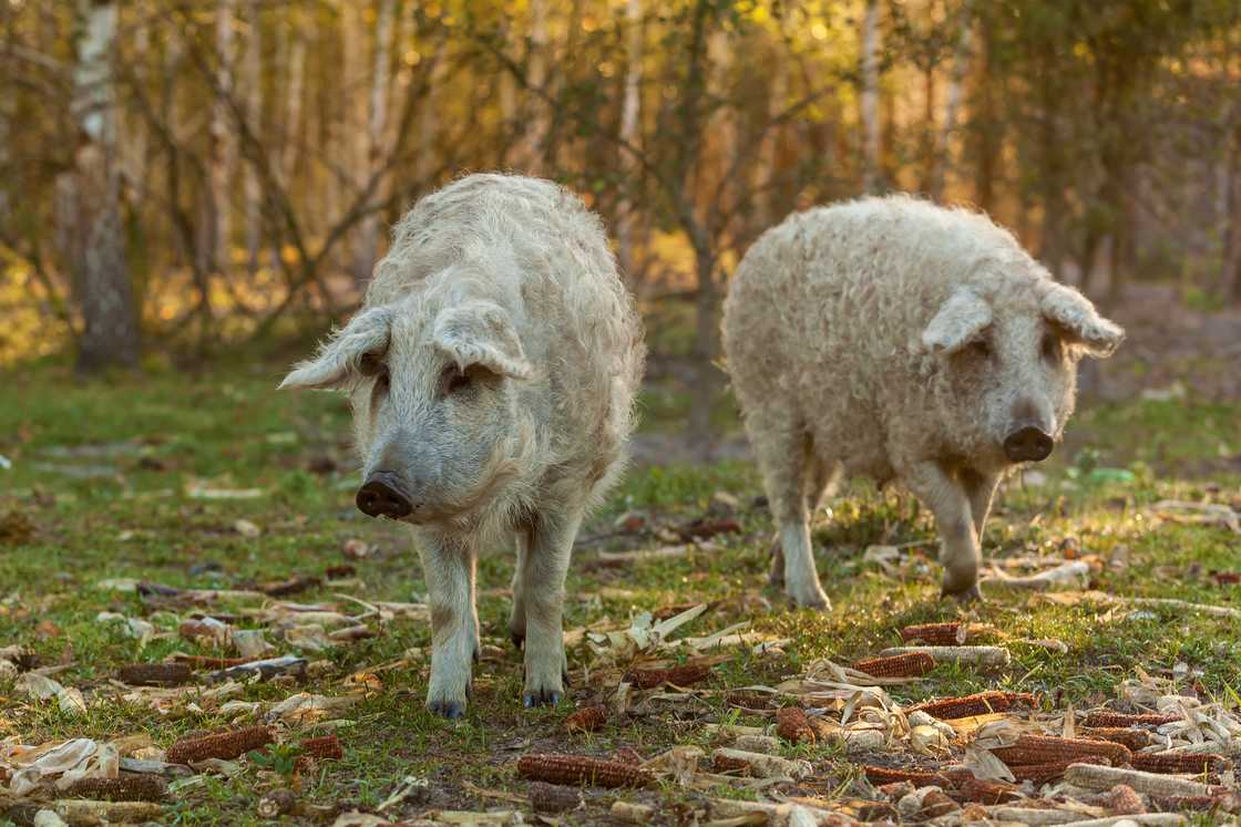 A breed of curly Mangalitsa pigs A breed of curly Mangalitsa pigs