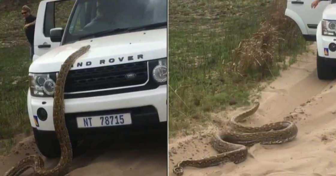 Massive Snake, Land Rover, South Africa, TikTok Massive Snake, Land Rover, South Africa, TikTok