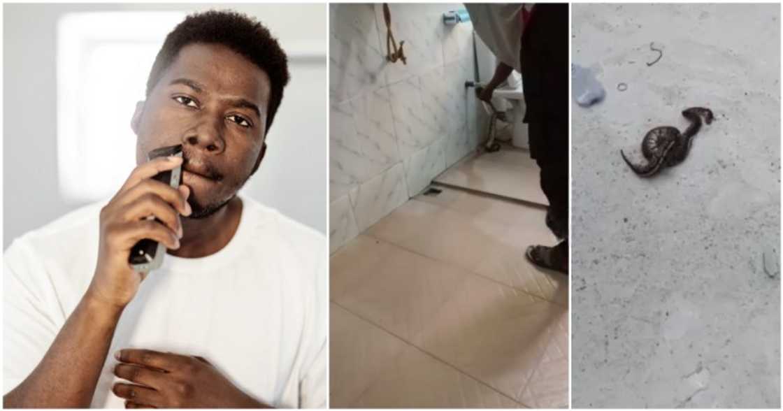 Photo of snake in toilet and an image used for this report. Photo of snake in toilet and an image used for this report.