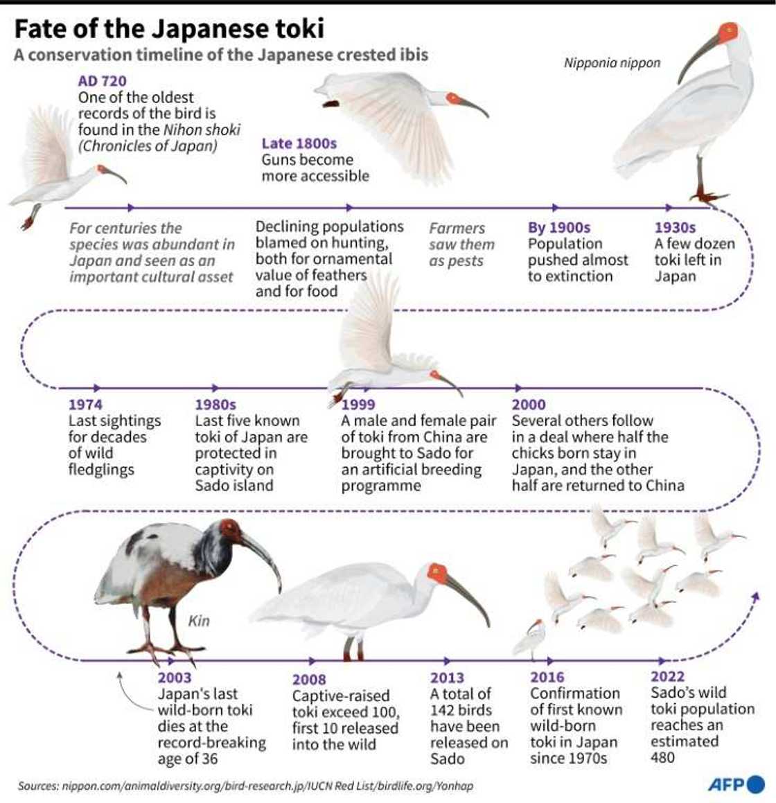 Conservation timeline of the Japanese crested ibis